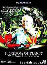Царство растений