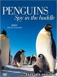 Пингвин: Шпион под прикрытием